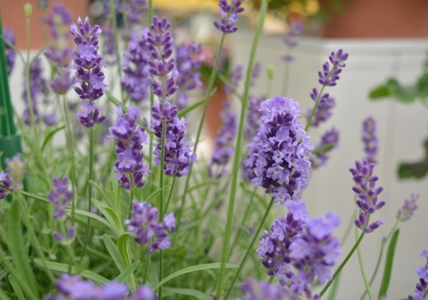 Lavandula angustifolia Avignon Early Blue