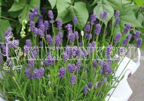 Lavandula angustifolia Ellagance Purple