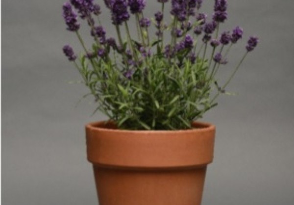 Lavandula angustifolia Lavanto Purple