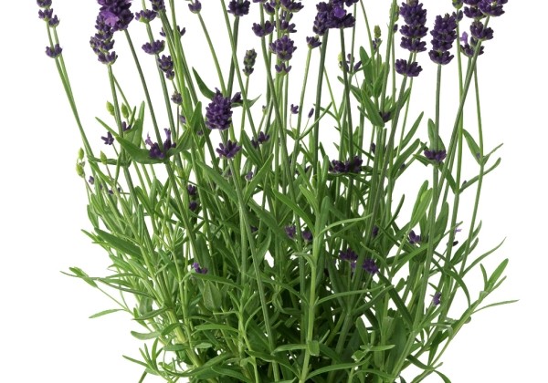 Lavandula angustifolia Blue Scent Early