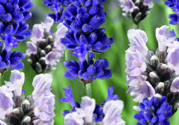 Lavandula angustifolia Mix Blue & White Scent Early
