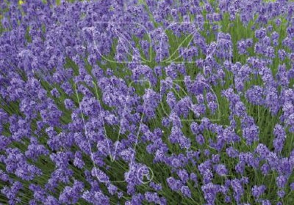 Lavandula angustifolia Hidcote Blue Strain