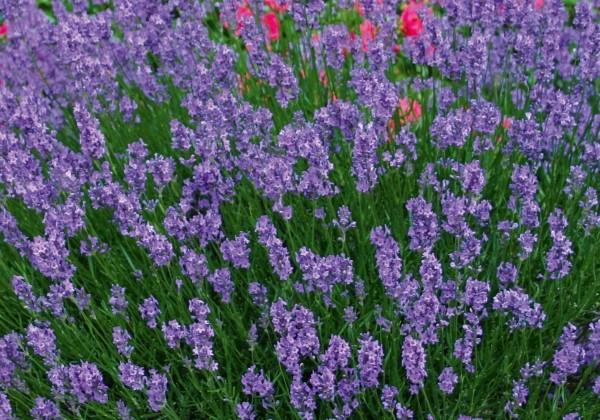 Lavandula angustifolia Munstead Strain
