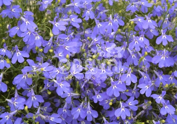 Lobelia erinus Laura Compact Blue