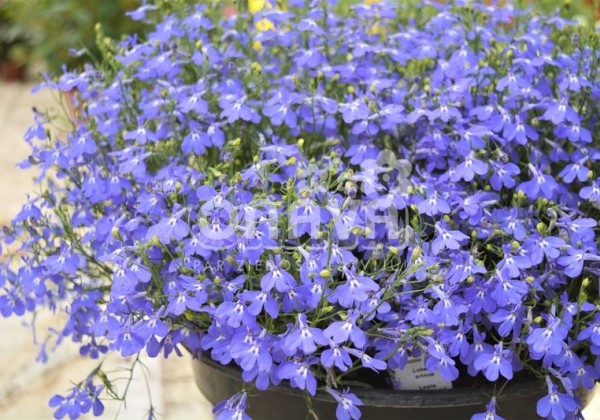 Lobelia erinus Laura Compact Blue