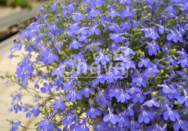 Lobelia erinus Laura Compact Blue (XXL)