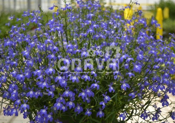 Lobelia erinus Laura Blue Eye