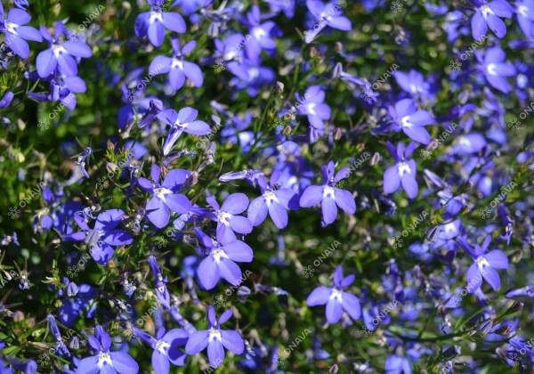 Lobelia erinus Laura Deep Blue