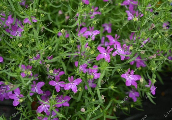 Lobelia erinus Laura Purple