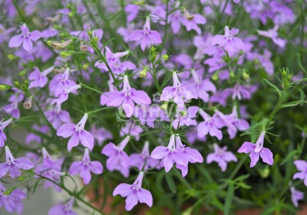 Lobelia erinus Laura Lavender