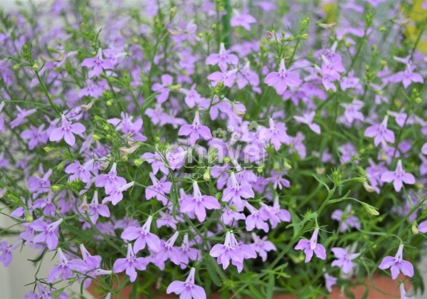 Lobelia erinus Laura Lavender
