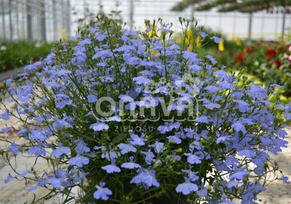 Lobelia erinus Laura Sky Blue