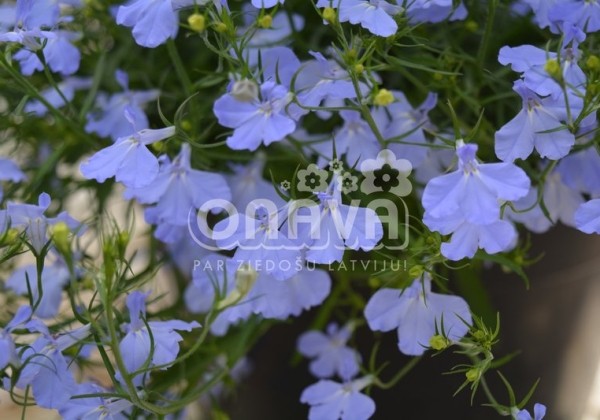 Lobelia erinus Laura Sky Blue