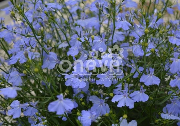 Lobelia erinus Laura Sky Blue
