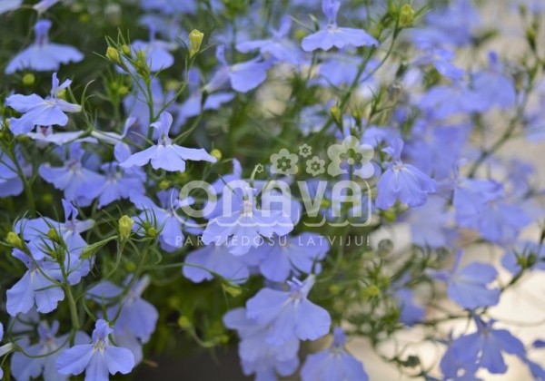 Lobelia erinus Laura Sky Blue