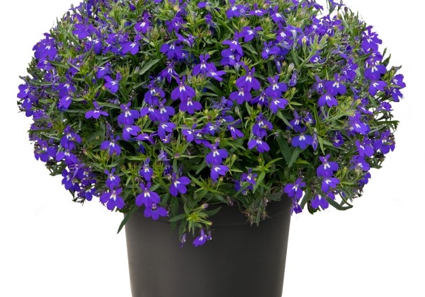 Lobelia erinus Masterpiece F1 Blue with Eye