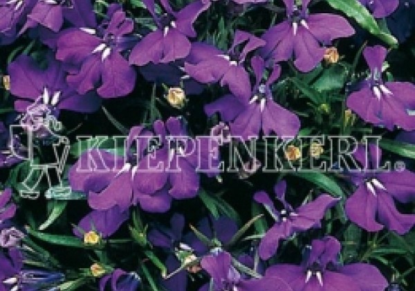 Lobelia erinus Riviera Marine Blue