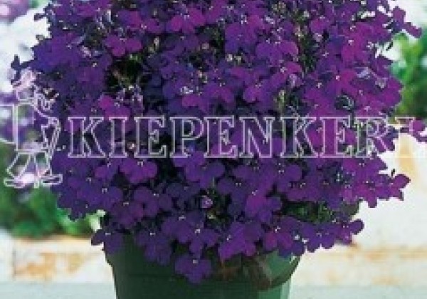 Lobelia erinus Riviera Midnight Blue