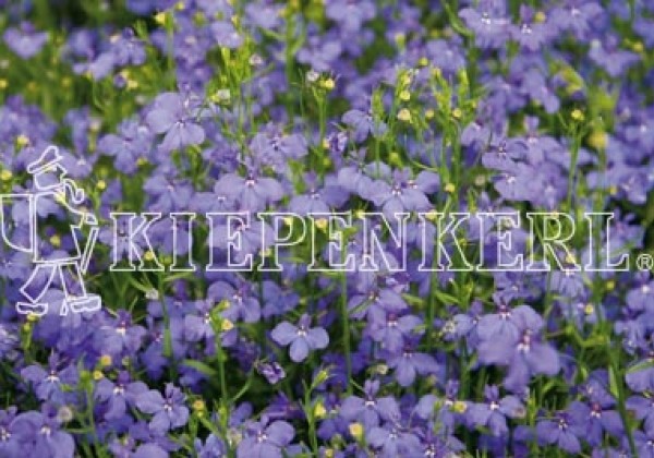 Lobelia erinus Riviera Sky Blue
