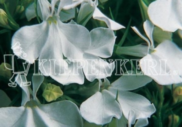 Lobelia erinus Riviera White