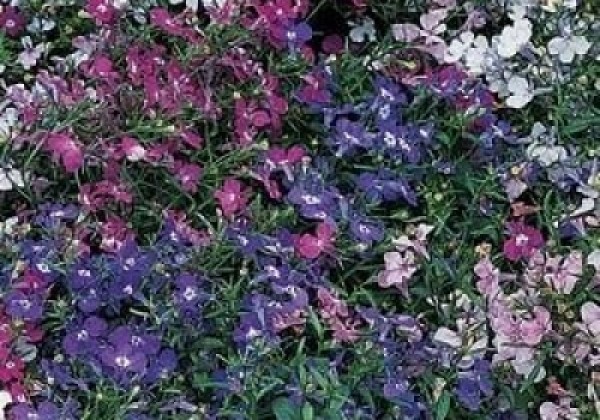 Lobelia erinus Riviera Mix