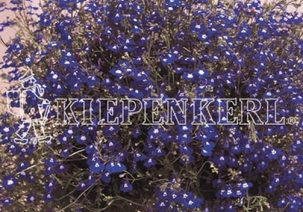 Lobelia erinus Regatta Sapphire