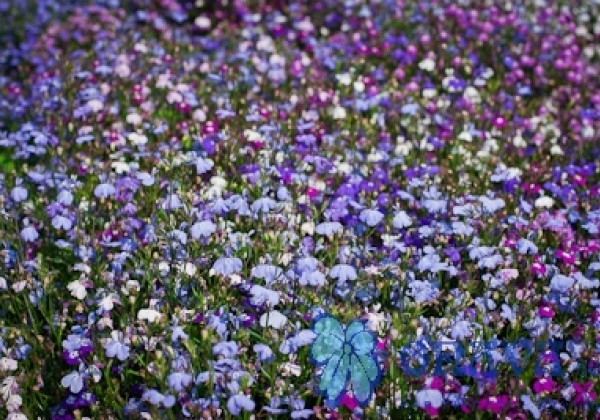 Lobelia erinus Regatta Mix