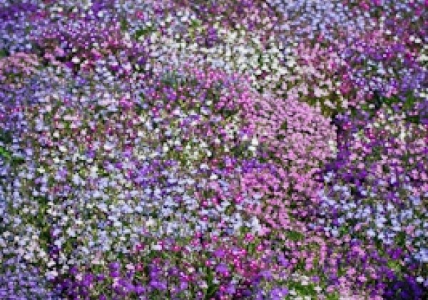 Lobelia erinus Regatta Mix