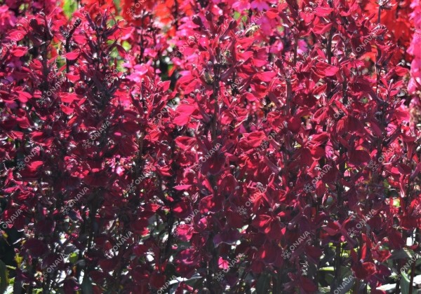 Lobelia speciosa Fanship Burgundy