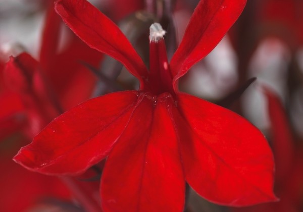 Lobelia speciosa Fanship Scarlet