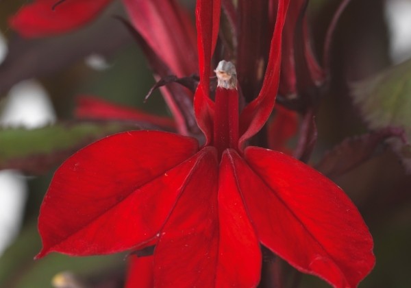 Lobelia speciosa Fanship Scarlet Bronze Leaf