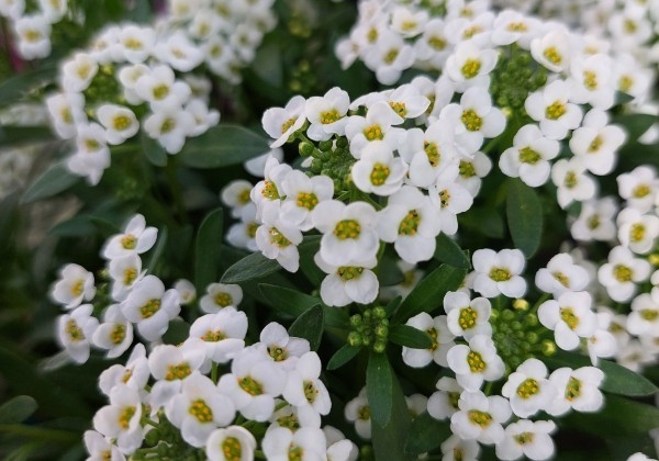 Lobularia maritima Lucia Compact  White