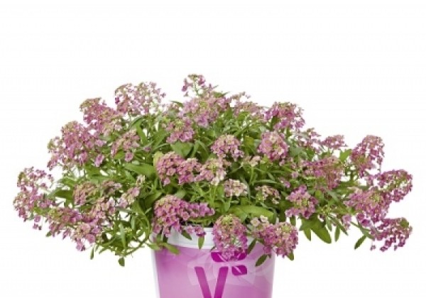 Lobularia maritima Lucia Rose