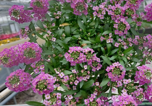 Lobularia maritima Lucia Rose