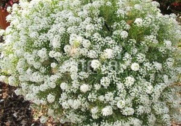 Lobularia maritima Lucia White