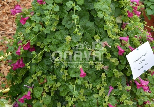 Lophospermum hybridus Lofos Compact Pink