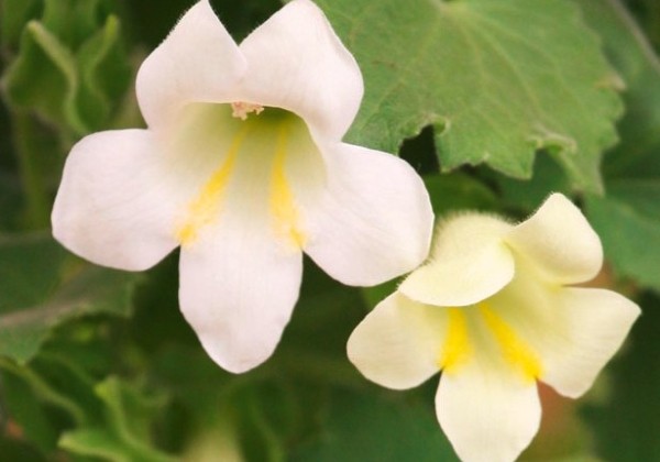 Lophospermum hybridus Lofos Compact White