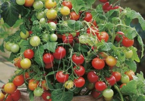Solanum lycopersicum Verino Red (PJT422090)