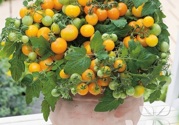 Solanum lycopersicum Primagold