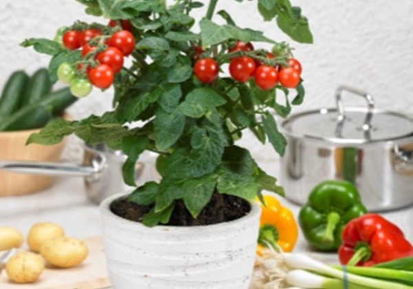 Solanum lycopersicum Summerpearls