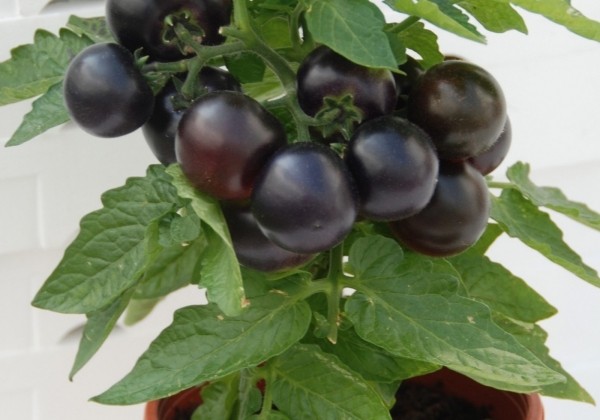 Solanum lycopersicum Purpleboy