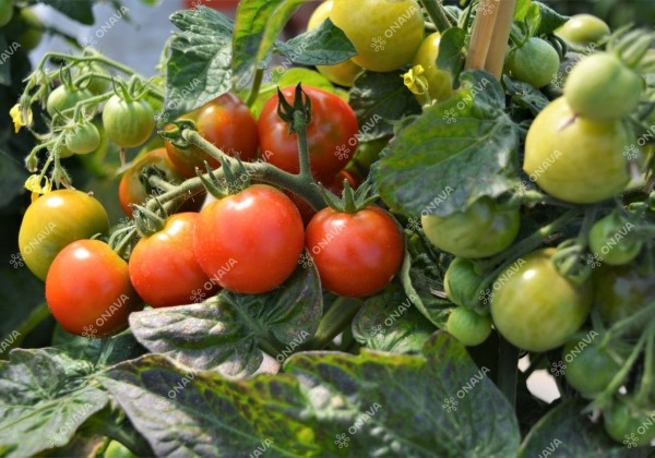Solanum lycopersicum Strongboy Red (PTSJ428090)