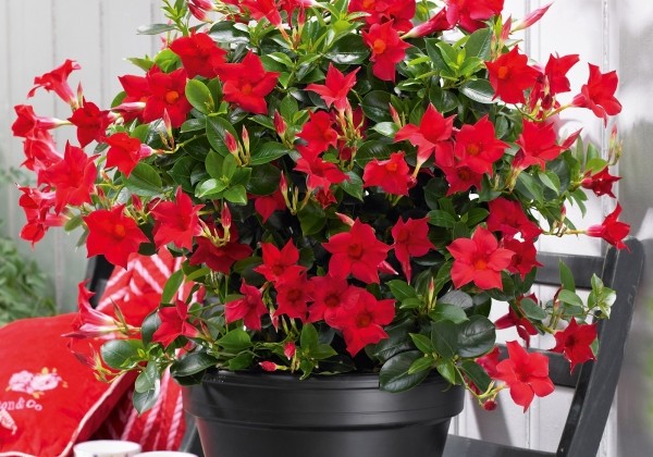 Mandevilla hybrida Sundaville Classic Red