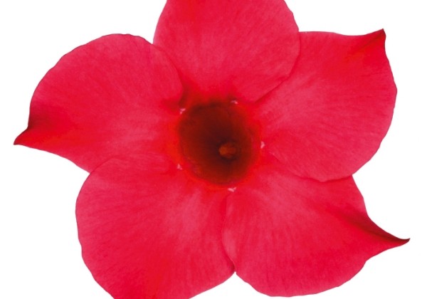 Mandevilla hybrida Sundaville Classic Pink