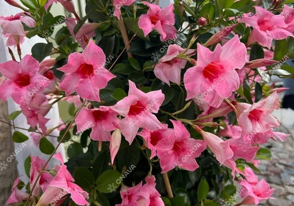 Mandevilla hybrida Sundaville Classic Cream Pink