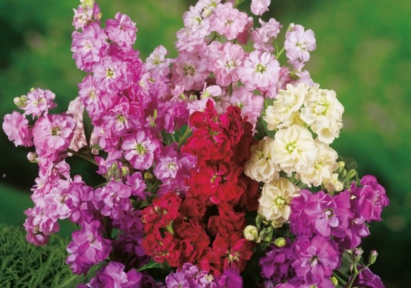 Matthiola incana Mirado Mix