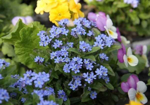 Myosotis sylvatica Great Friend Blue