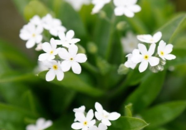 Myosotis sylvatica Great Friend White