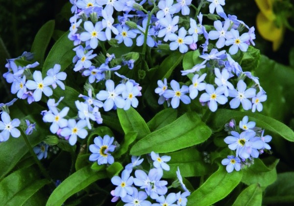 Myosotis sylvatica My Friend Blue