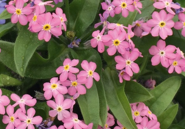 Myosotis sylvatica My Friend Rose